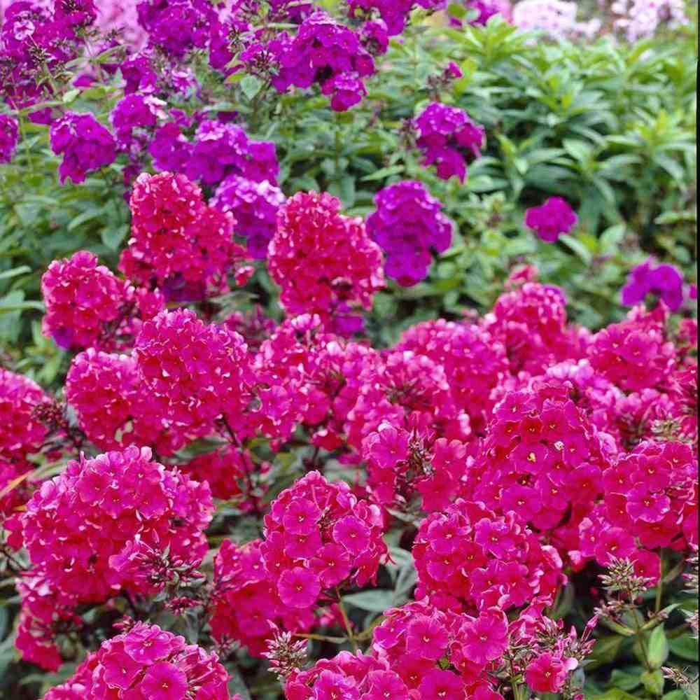 Brumarela Inalta Phlox paniculata Tenor, flori rosii-magenta intens parfumat, planta perena cu crestere rapida, pentru gradina sau ghiveci