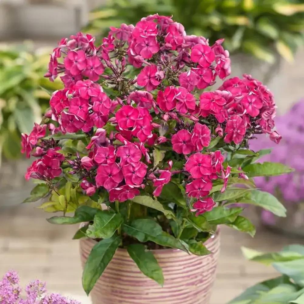 Brumarela Inalta Phlox paniculata Tenor, flori rosii-magenta intens parfumat, planta perena cu crestere rapida, pentru gradina sau ghiveci
