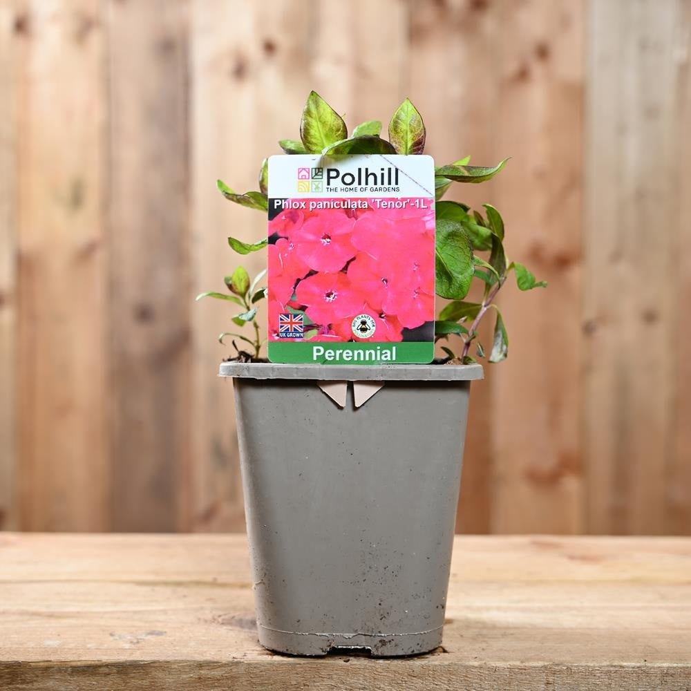 Brumarela Inalta Phlox paniculata Tenor, flori rosii-magenta intens parfumat, planta perena cu crestere rapida, pentru gradina sau ghiveci