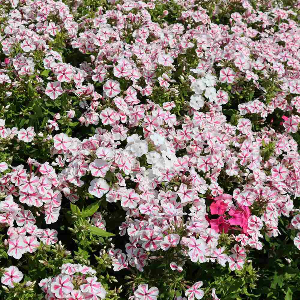Brumarea Inalta Phlox paniculata Twister, flori bicolor roz-alb parfumat, planta perena rezistenta la ger Flori