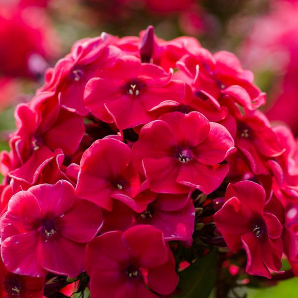 Brumarela Inalta Phlox paniculata Spitfire, brumarela rosie- corai parfumata, planta perena decorativa, crestere rapida