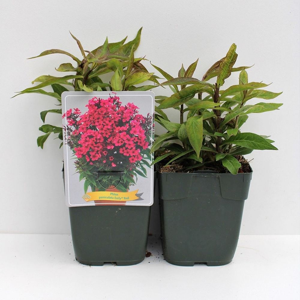 Brumarela Inalta Phlox paniculata Spitfire, brumarela rosie- corai parfumata, planta perena decorativa, crestere rapida
