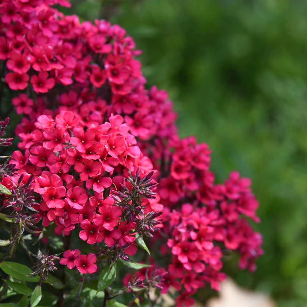 Brumarela Inalta Phlox paniculata Spitfire, brumarela rosie- corai parfumata, planta perena decorativa, crestere rapida