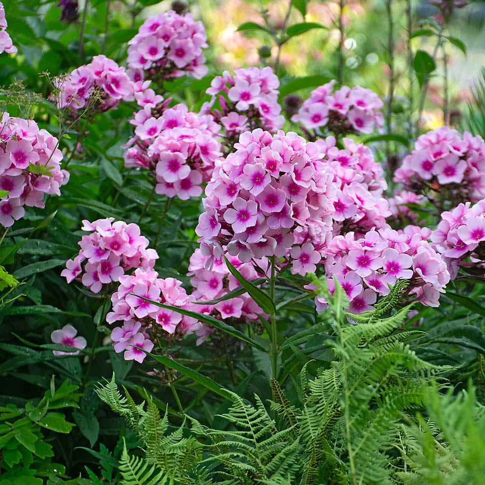 Brumarela Inalta Phlox paniculata Bright Eyes, flori roz cu centru rosu, planta perena parfumata, crestere rapida