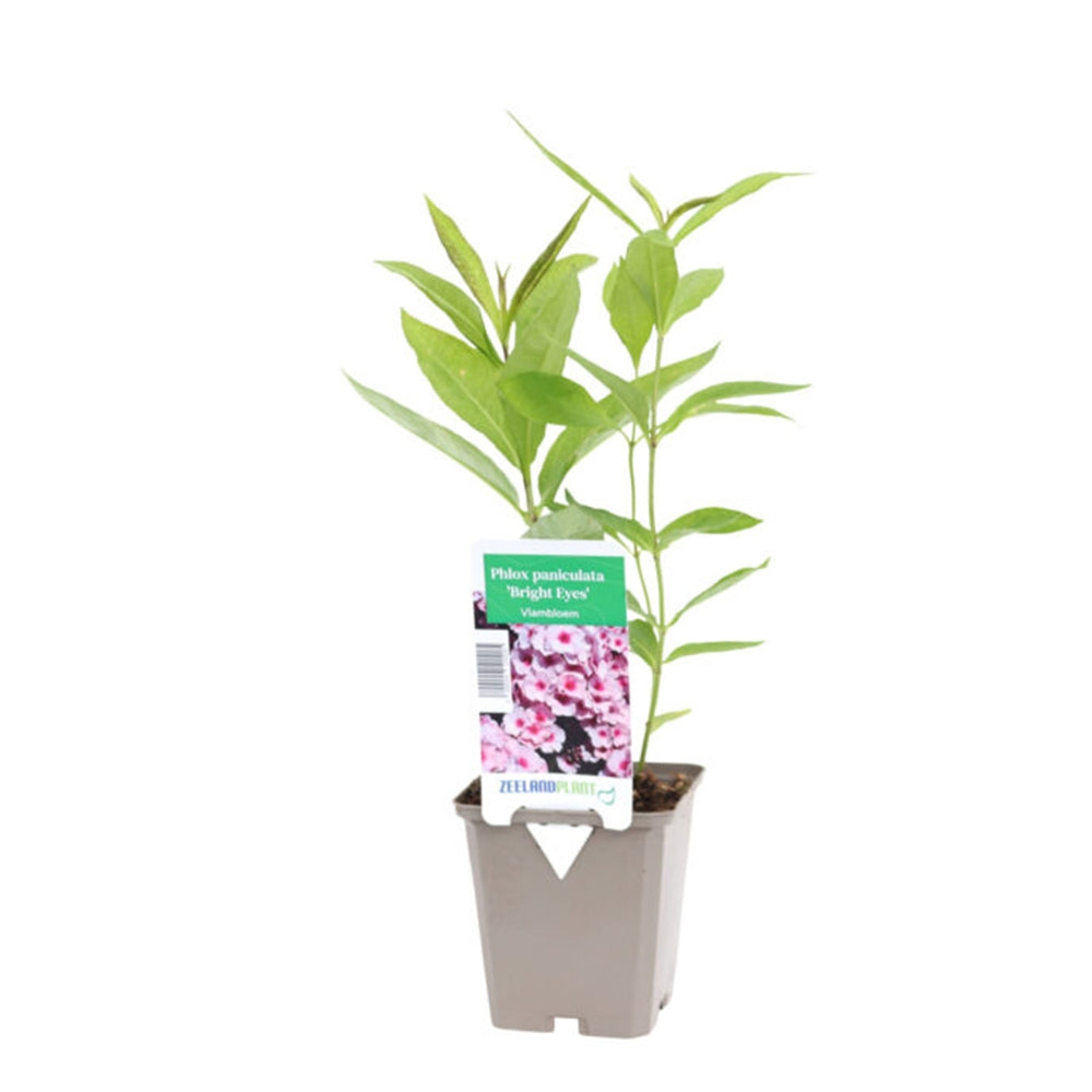 Brumarela Inalta Phlox paniculata Bright Eyes, flori roz cu centru rosu, planta perena parfumata, crestere rapida