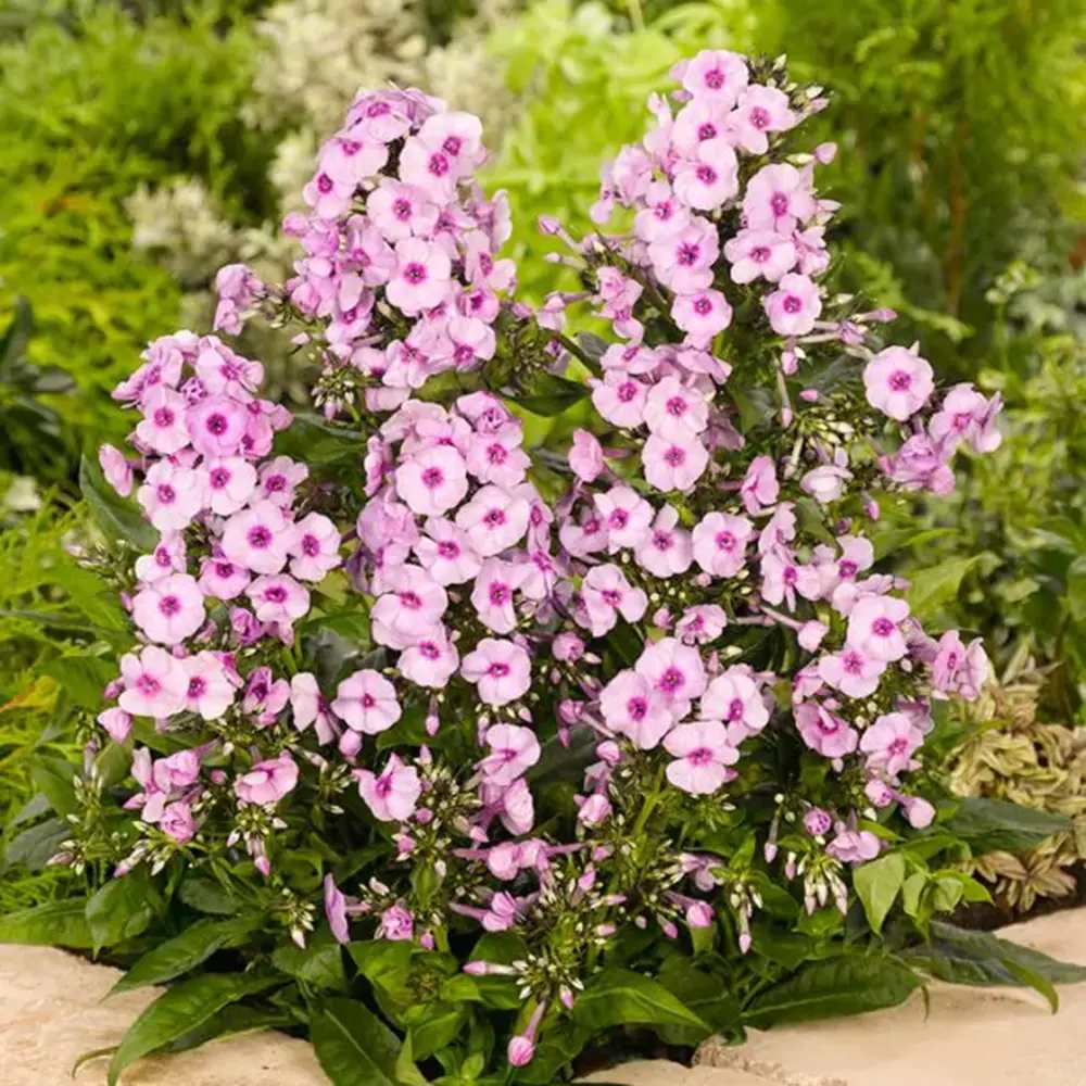 Brumarela Inalta Phlox paniculata Bright Eyes, flori roz cu centru rosu, planta perena parfumata, crestere rapida