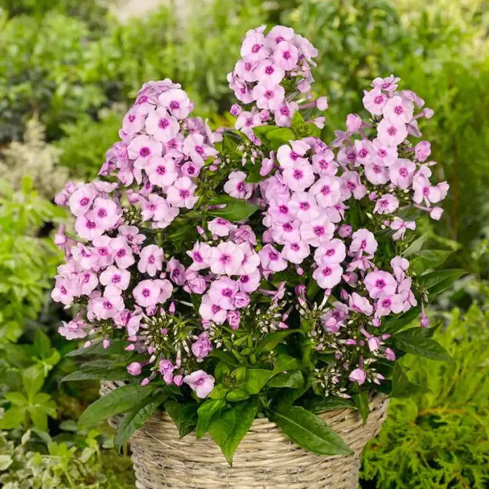 Brumarela Inalta Phlox paniculata Bright Eyes, flori roz cu centru rosu, planta perena parfumata, crestere rapida