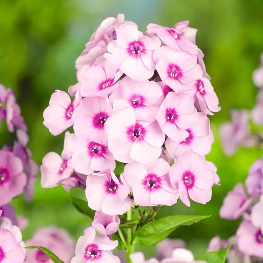 Brumarela Inalta Phlox paniculata Bright Eyes, flori roz cu centru rosu, planta perena parfumata, crestere rapida