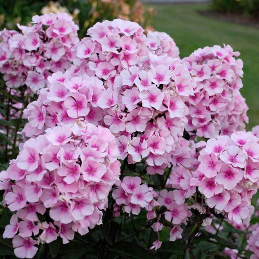 Brumarela Inalta Phlox paniculata Bright Eyes, flori roz cu centru rosu, planta perena parfumata, crestere rapida