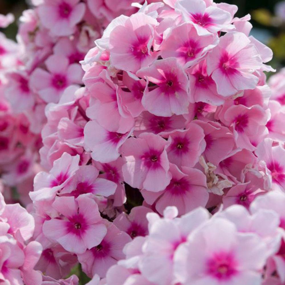 Brumarela Inalta Phlox paniculata Bright Eyes, flori roz cu centru rosu, planta perena parfumata, crestere rapida