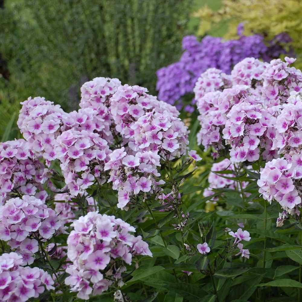 Brumarela Inalta Phlox paniculata Bright Eyes, flori roz cu centru rosu, planta perena parfumata, crestere rapida