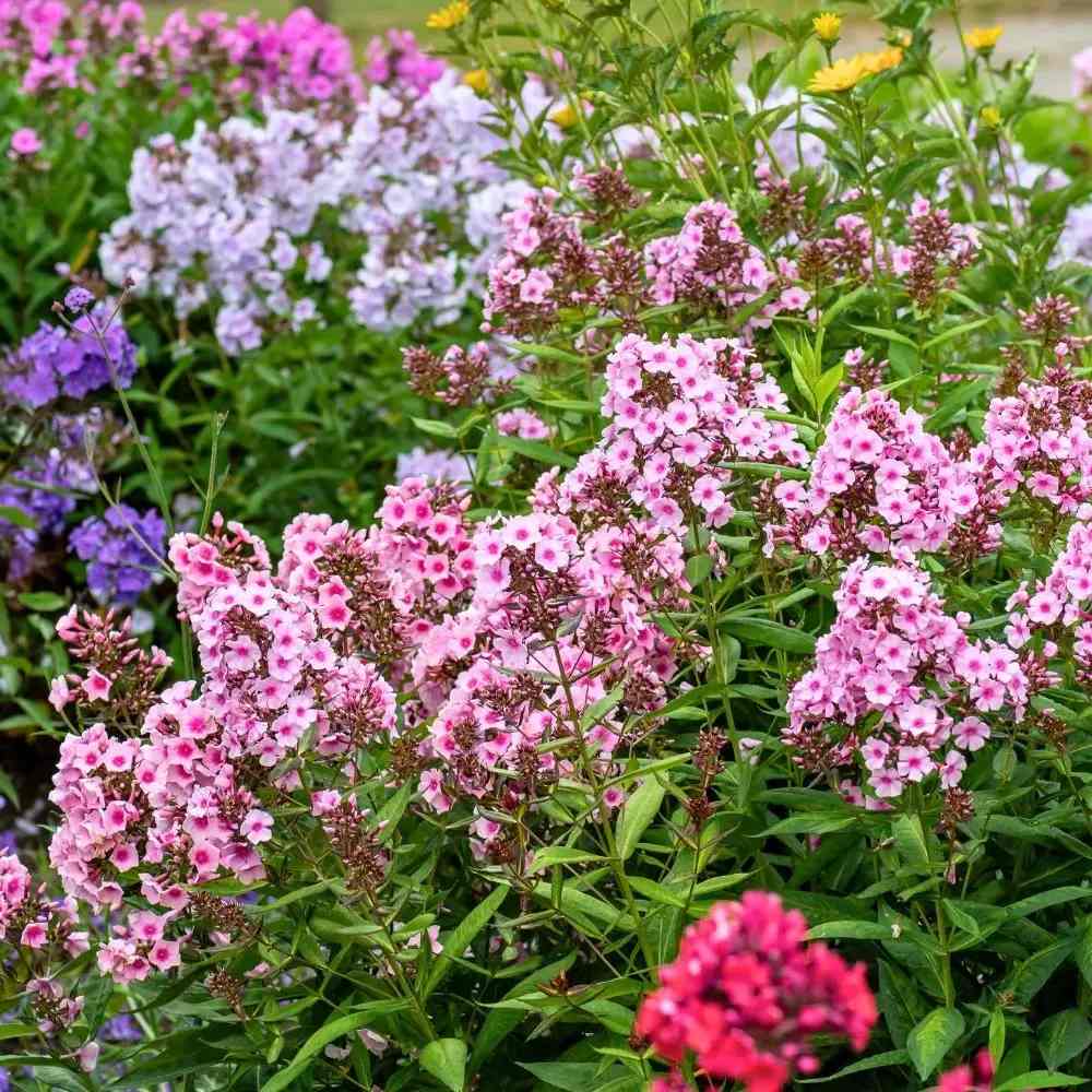 Brumarela Inalta Phlox paniculata Bright Eyes, flori roz cu centru rosu, planta perena parfumata, crestere rapida
