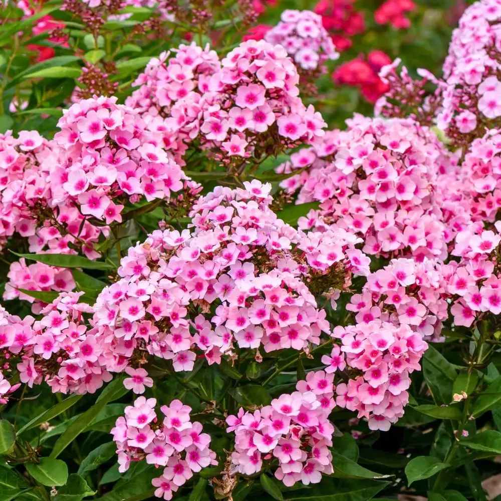 Brumarela Inalta Phlox paniculata Bright Eyes, flori roz cu centru rosu, planta perena parfumata, crestere rapida
