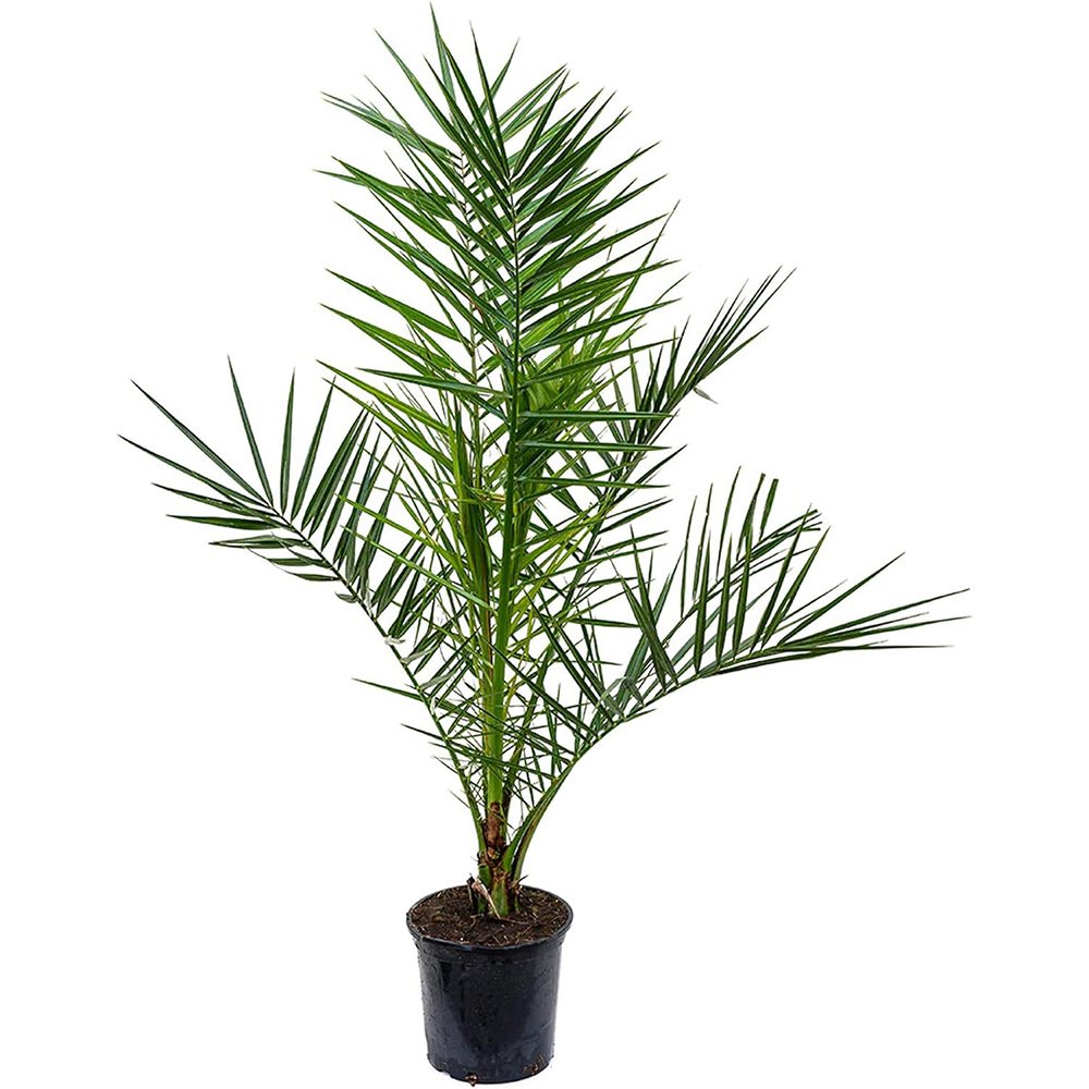 Palmier Curmal (Phoenix Canariensis), palmier canarian ornamental, frunze arcuite verzi, pentru terasa sau ghiveci