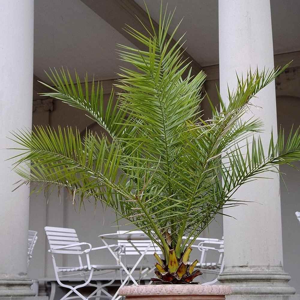 Palmier Curmal (Phoenix Canariensis), palmier canarian ornamental, frunze arcuite verzi, pentru terasa sau ghiveci