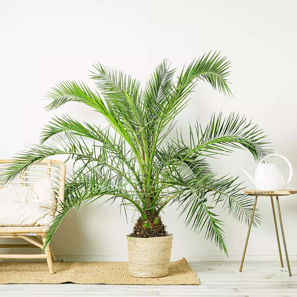 Palmier Curmal (Phoenix Canariensis), palmier canarian ornamental, frunze arcuite verzi, pentru terasa sau ghiveci