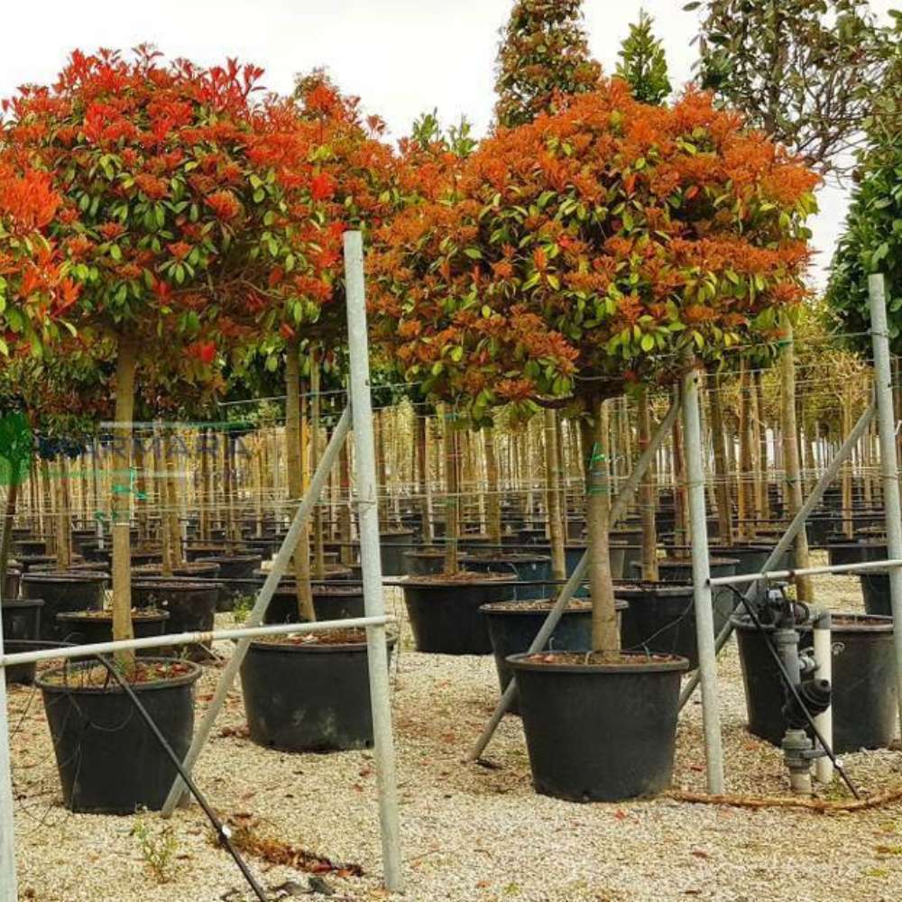Photinia Copac Red Robin, arbore ornamental vesnic verde, frunzis rosu decorativ, crestere rapida