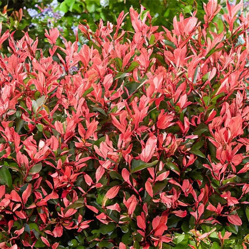 Photinia Red Robin, gard viu rosu vesnic verde, rezistent la frig si la seceta