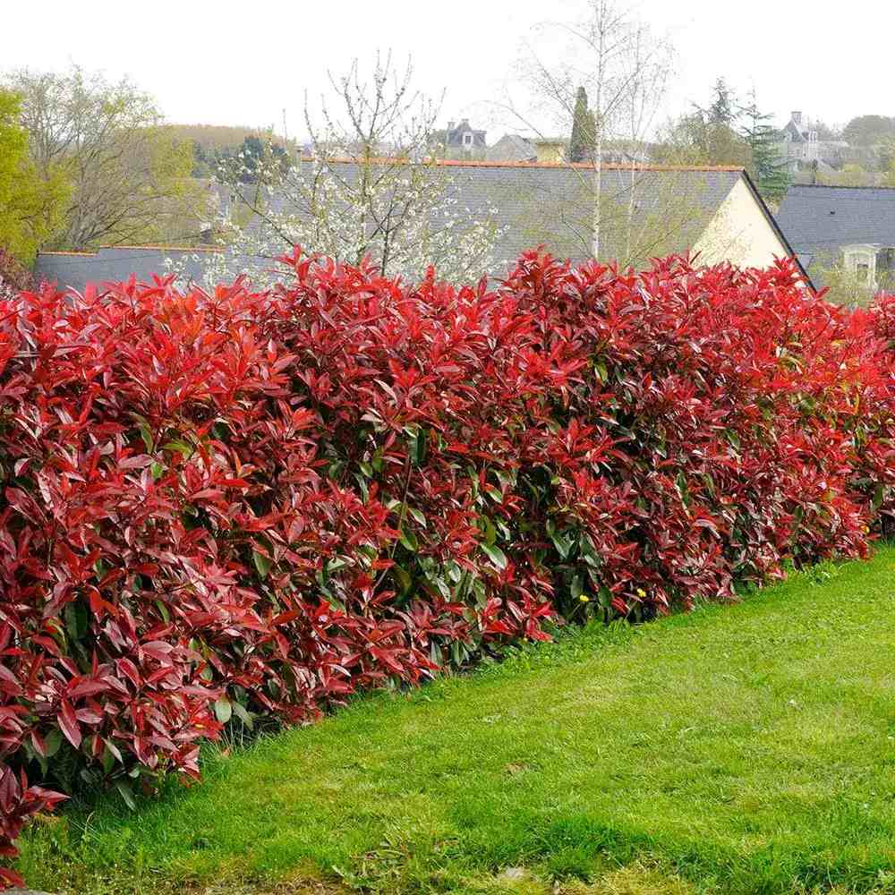 Photinia Red Robin, gard viu rosu vesnic verde, rezistent la frig si la seceta