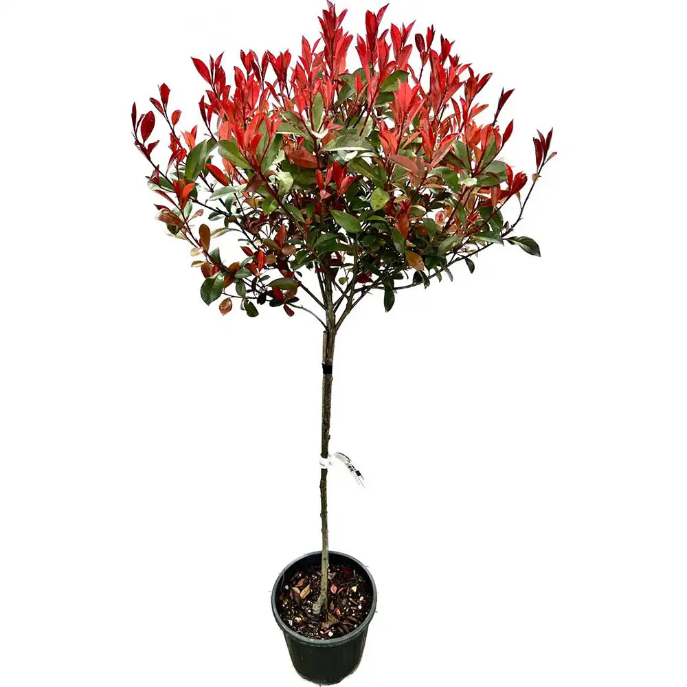Photinia Carre Rouge tip copacel, ornamental cu frunzis rosu intens, gradinii mici, ghiveci