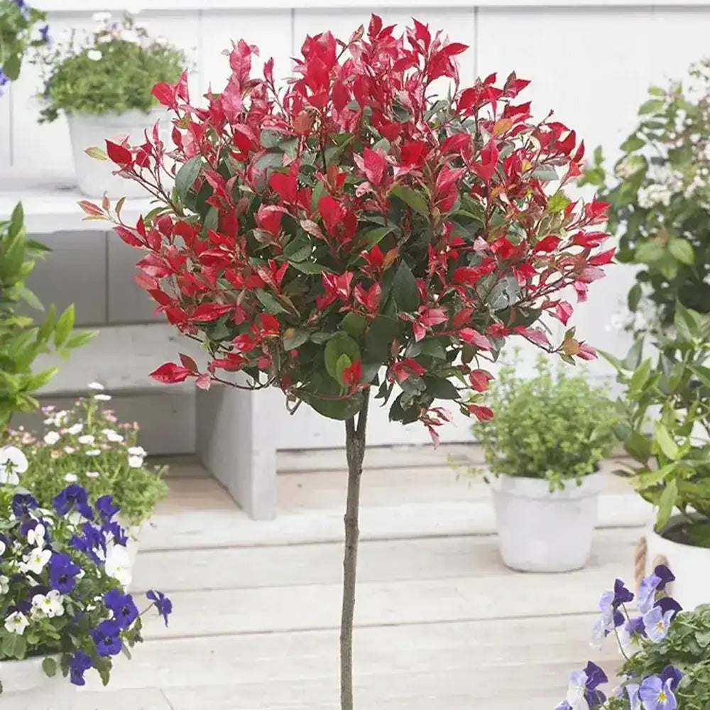 Photinia Carre Rouge tip copacel, ornamental cu frunzis rosu intens, gradinii mici, ghiveci