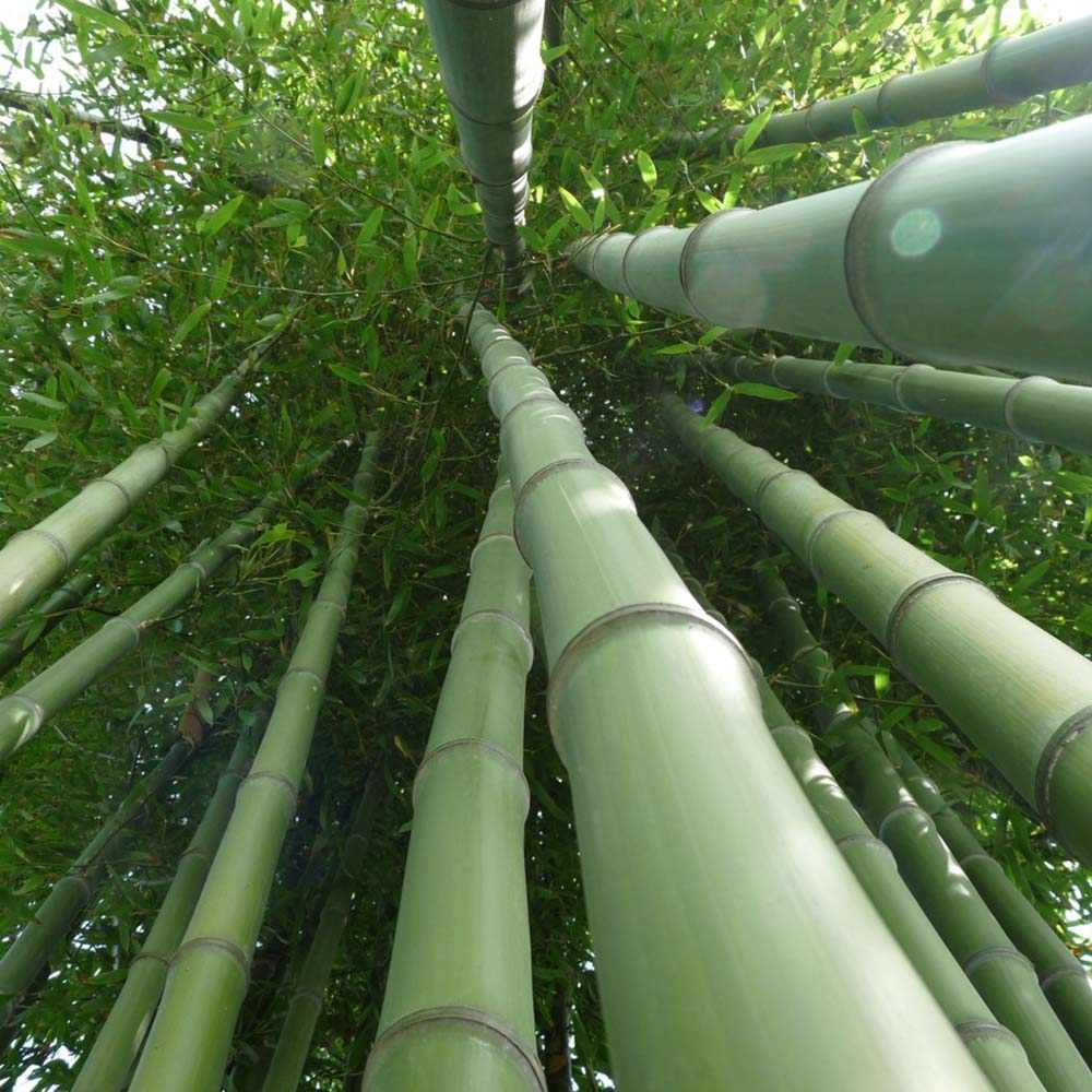 Bambus de Gradina Gigant (Phyllostachys) Atrovaginata, bambus parfumat de tamaie, vesnic verde, crestere rapida, ideal pentru gard viu