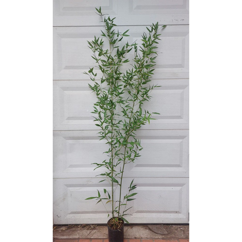 Bambus de Gradina Gigant (Phyllostachys) Atrovaginata, bambus parfumat de tamaie, vesnic verde, crestere rapida, ideal pentru gard viu