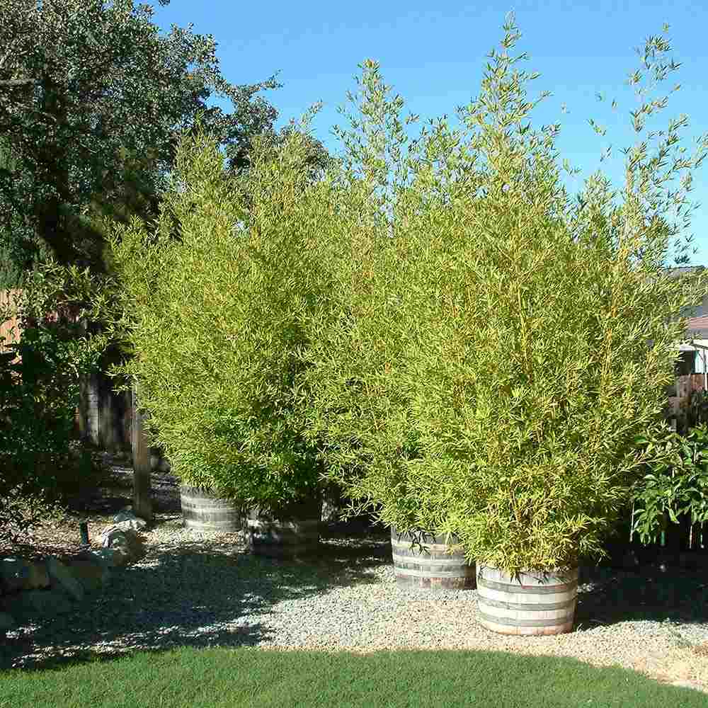 Bambus de Gradina Auriu (Phyllostachys Aurea), tulpini galbene, rezistent la frig, gard viu dens, crestere rapida