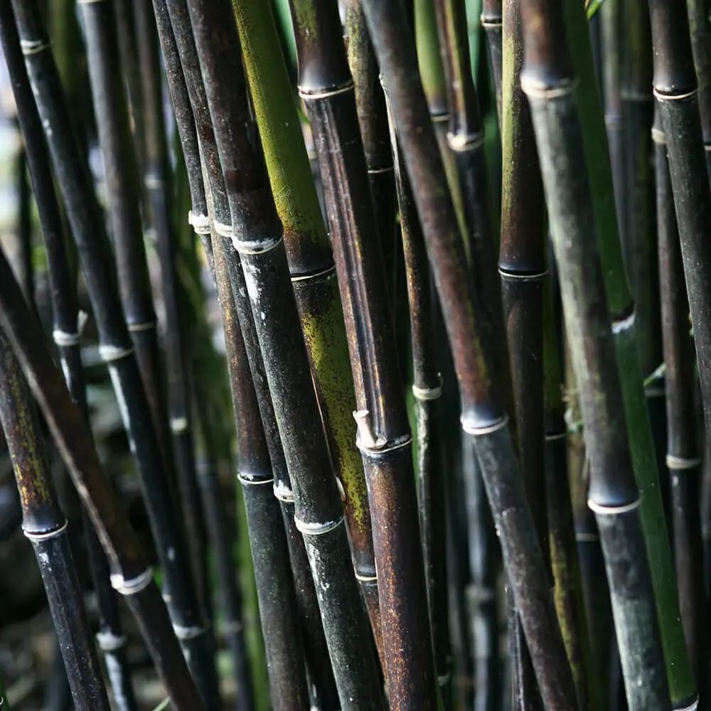 Bambus de Gradina Negru (Phyllostachys Nigra), tulpini negre, rezistent la frig, gard viu dens, ideal pentru gard viu si terase