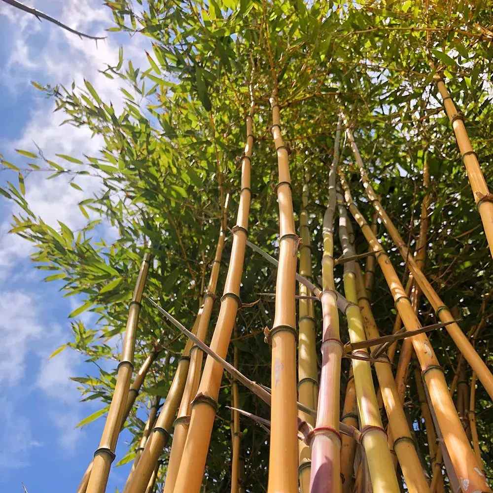 Bambus de Gradina Auriu (Phyllostachys Aureocaulis), tulpini galbene, rezistent la frig, gard viu dens