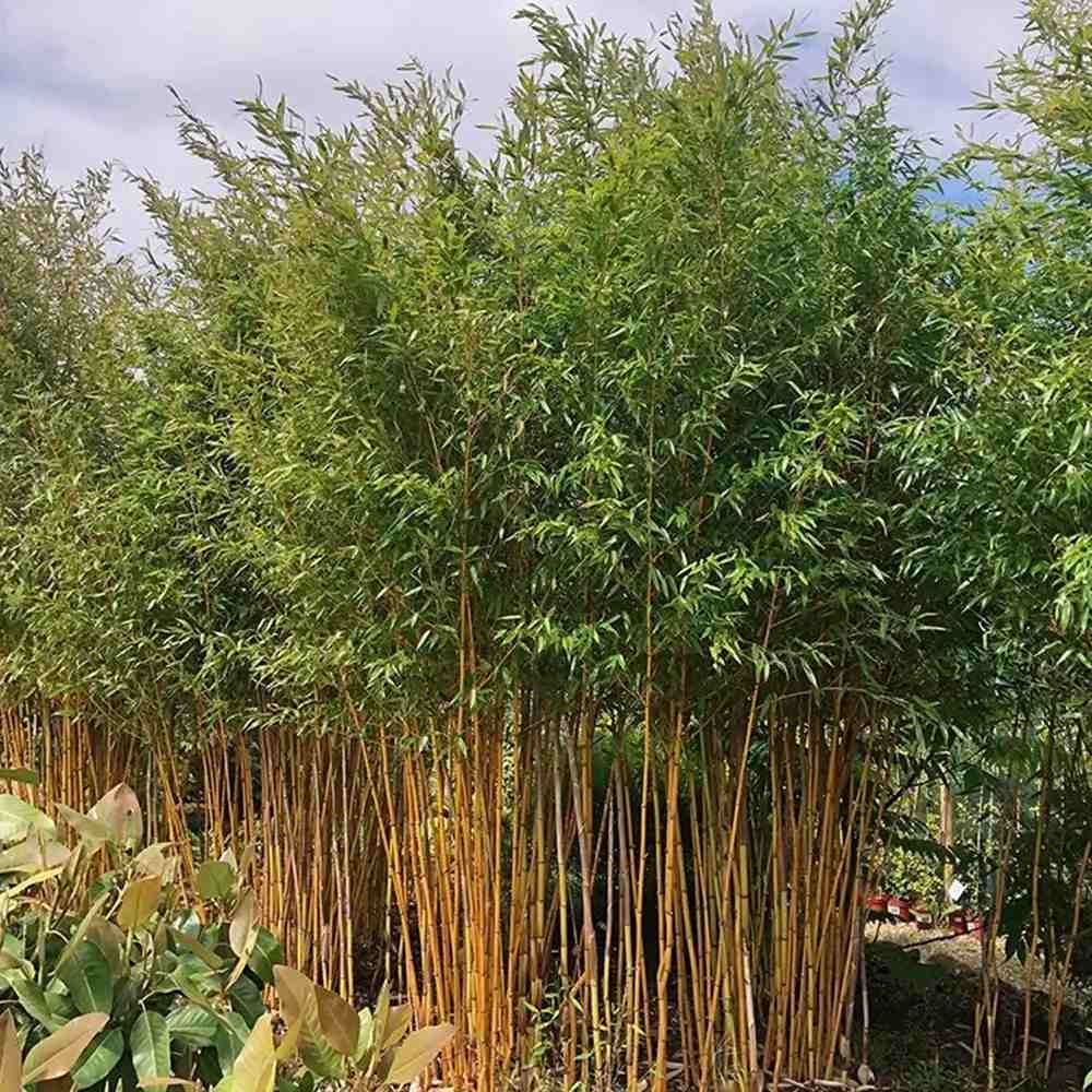 Bambus de Gradina Auriu (Phyllostachys Aureocaulis), tulpini galbene, rezistent la frig, gard viu dens