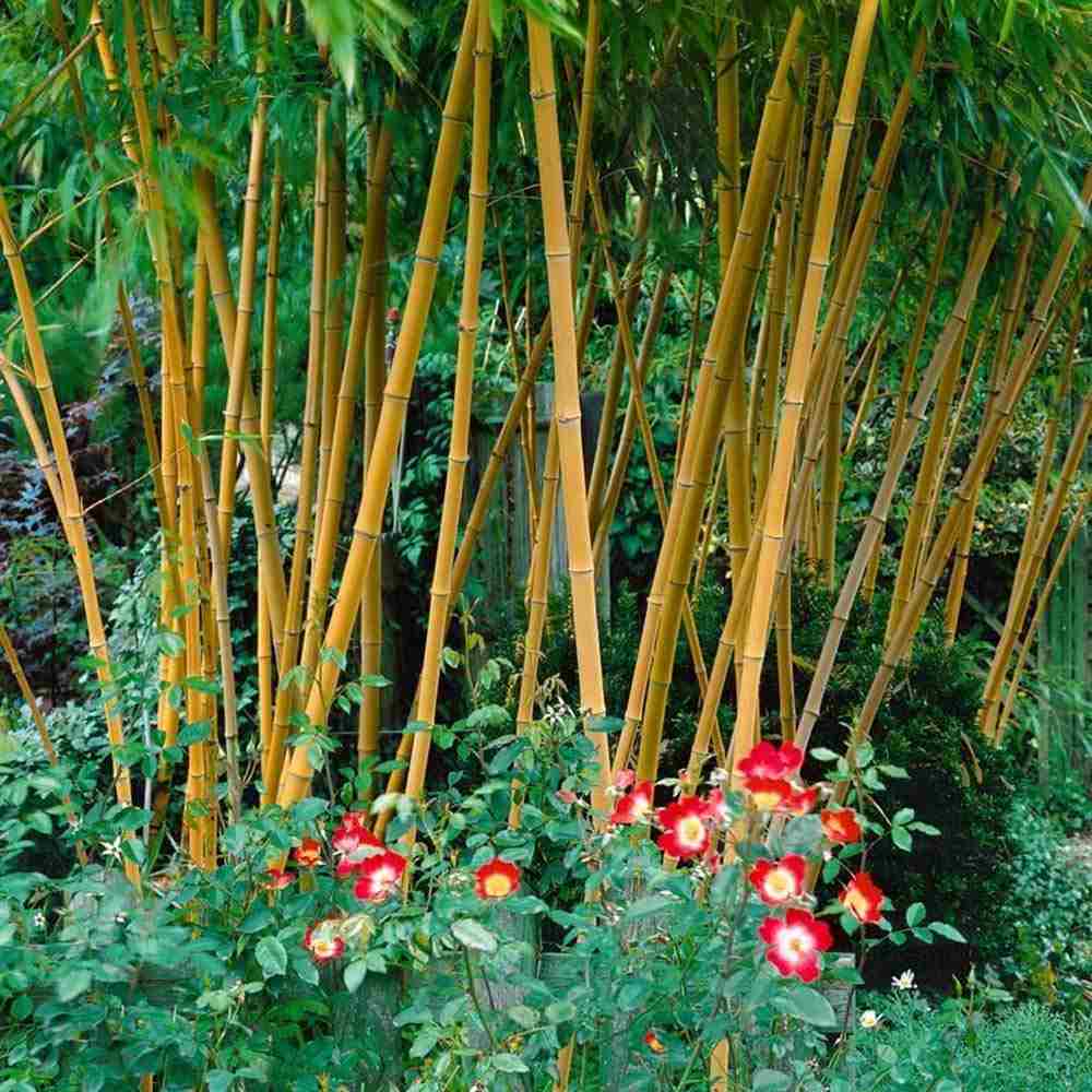 Bambus de Gradina Auriu (Phyllostachys Aureocaulis), tulpini galbene, rezistent la frig, gard viu dens
