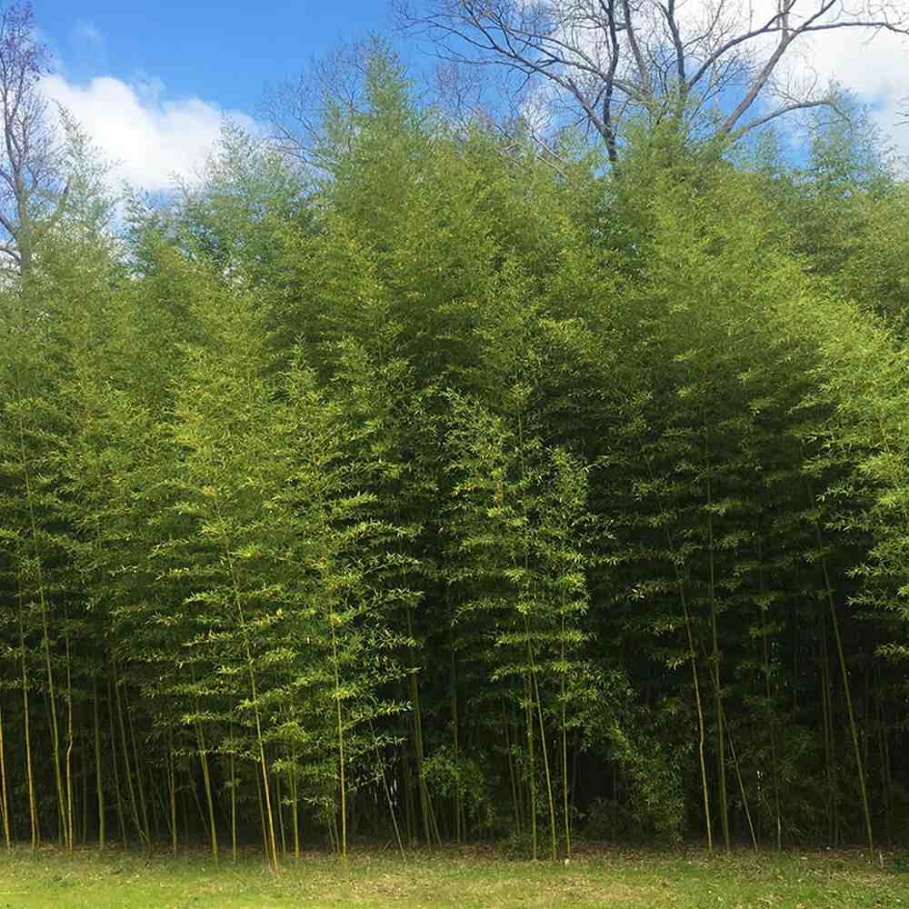 Bambus de Gradina Gigant (Phyllostachys) Atrovaginata, bambus parfumat de tamaie, vesnic verde, crestere rapida, ideal pentru gard viu