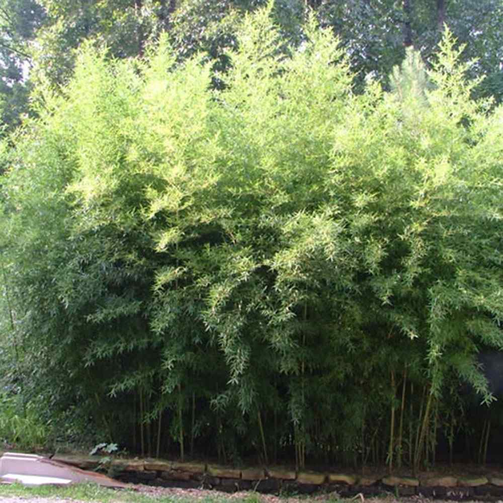 Bambus de Gradina Gigant (Phyllostachys) Atrovaginata, bambus parfumat de tamaie, vesnic verde, crestere rapida, ideal pentru gard viu