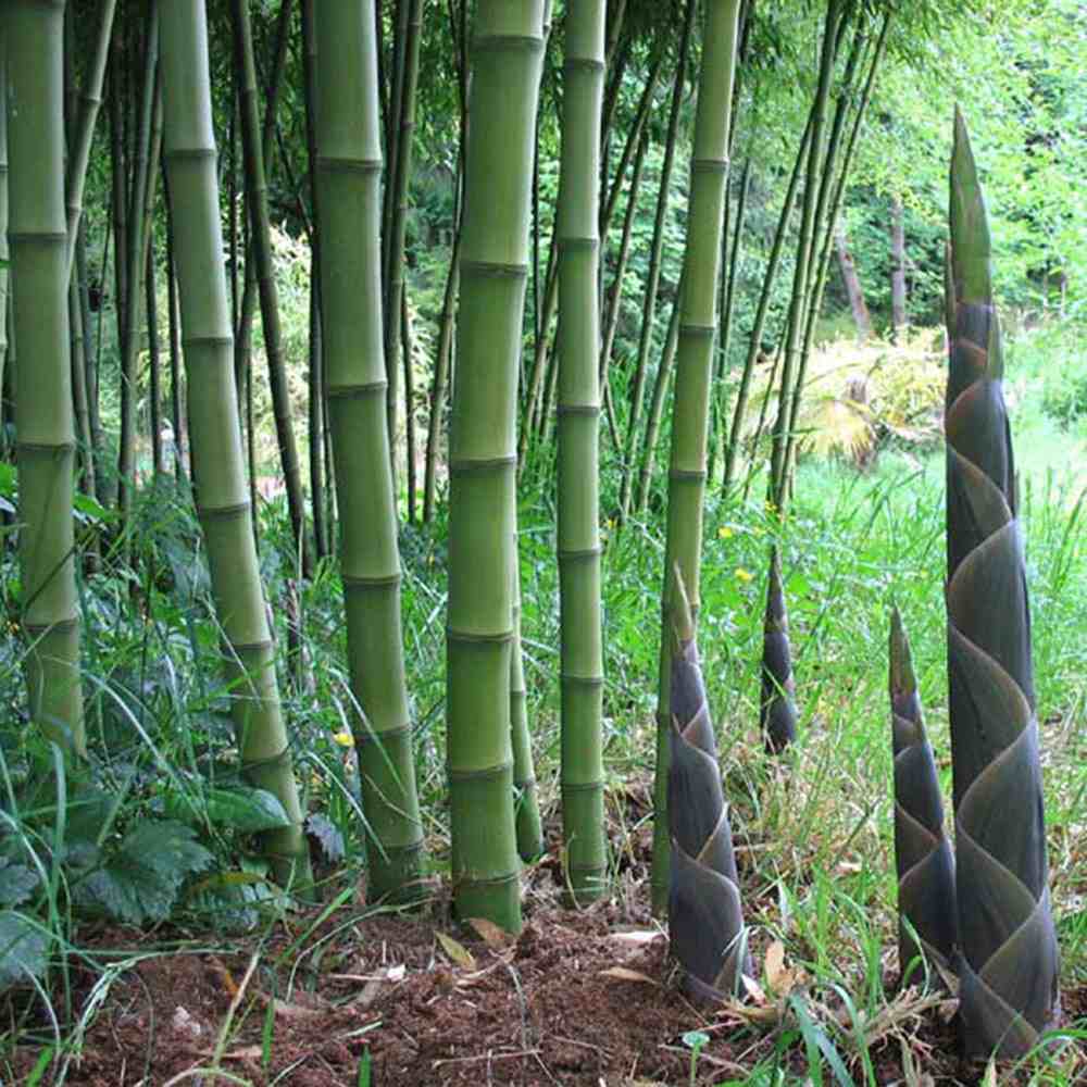 Bambus de Gradina Gigant (Phyllostachys) Atrovaginata, bambus parfumat de tamaie, vesnic verde, crestere rapida, ideal pentru gard viu