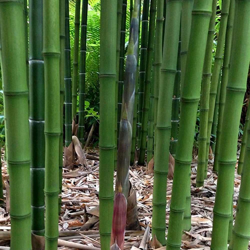 Bambus de Gradina Gigant (Phyllostachys) Atrovaginata, bambus parfumat de tamaie, vesnic verde, crestere rapida, ideal pentru gard viu