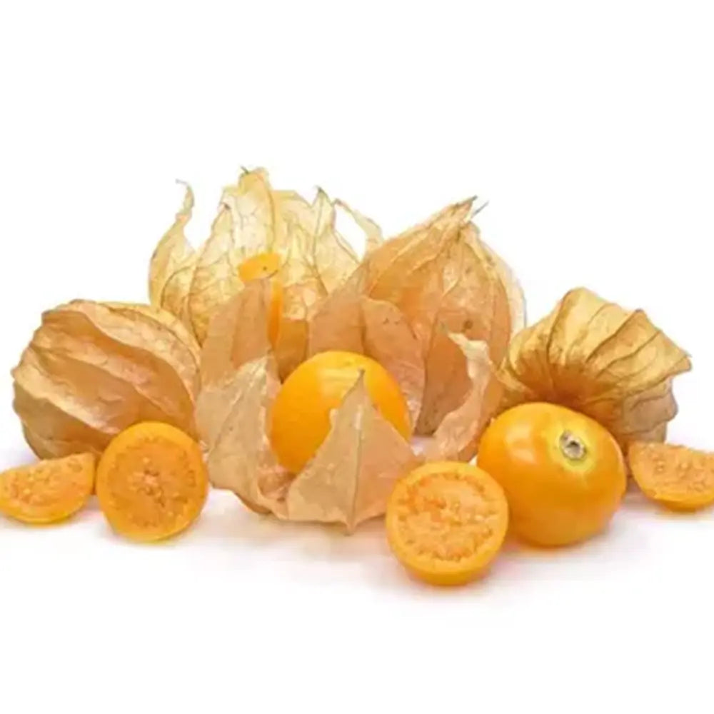 Physalis peruviana (Alquejenje), planta fructifera exotica cu fructe portocalii dulci acrisoare, pentru gradina si ghiveci