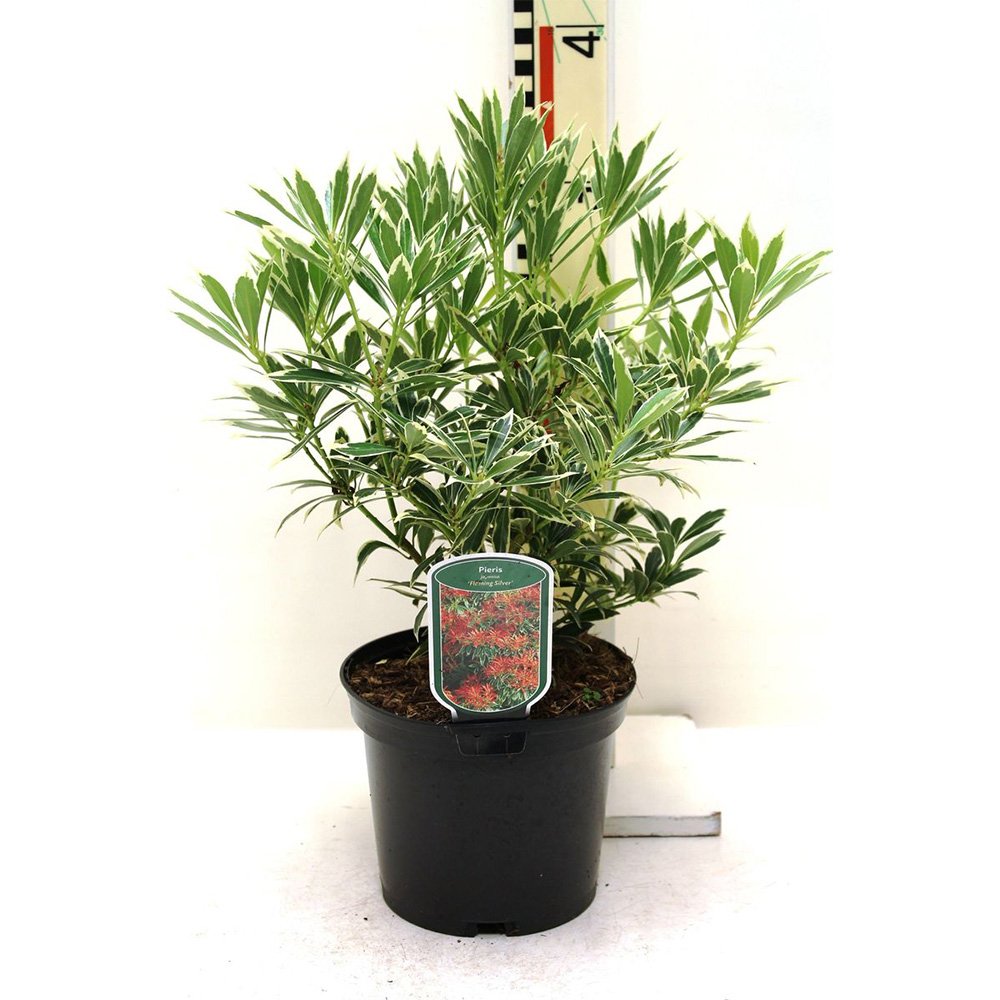Pieris japonica Flaming Silver, arbust vesnic verde variegat alb-verde, frunzis rosu nou, flori albe, pentru semiumbra si sol acid