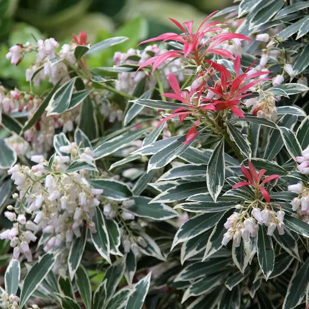 Pieris japonica Flaming Silver, arbust vesnic verde variegat alb-verde, frunzis rosu nou, flori albe, pentru semiumbra si sol acid