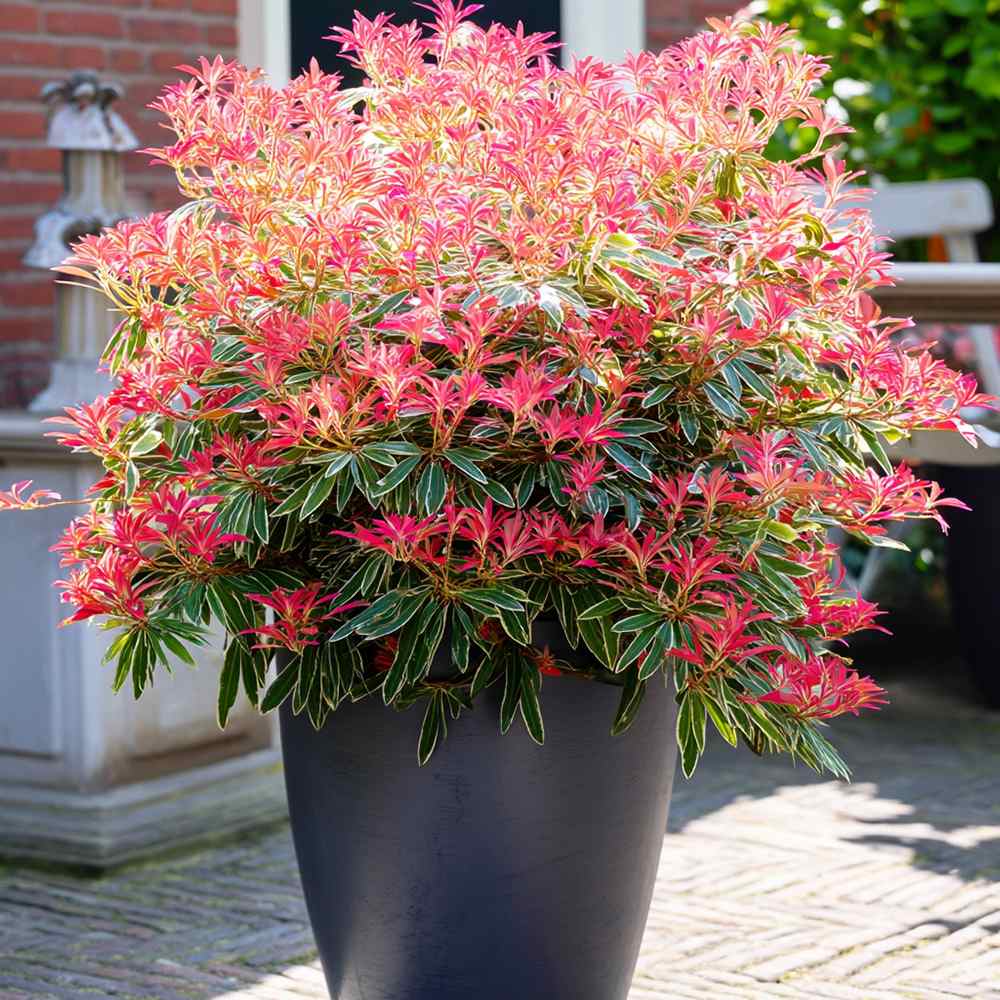 Pieris japonica Flaming Silver, arbust vesnic verde variegat alb-verde, frunzis rosu nou, flori albe, pentru semiumbra si sol acid