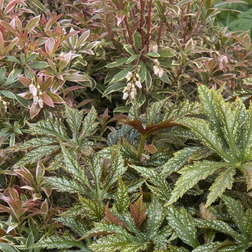 Pieris Japonica Little Heath, cu frunzis verde si marginii albe, vesnic verde, rezistent la inghet