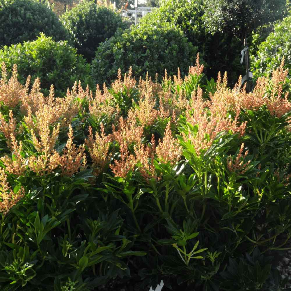 Pieris japonica Debutante, arbust vesnic verde, cu flori albe parfumate, frunzis decorativ