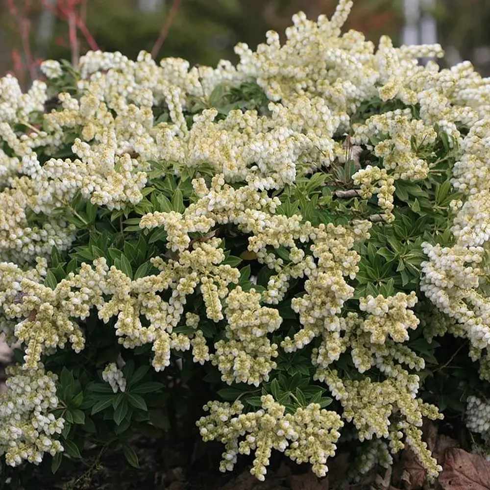 Pieris japonica Debutante, arbust vesnic verde, cu flori albe parfumate, frunzis decorativ