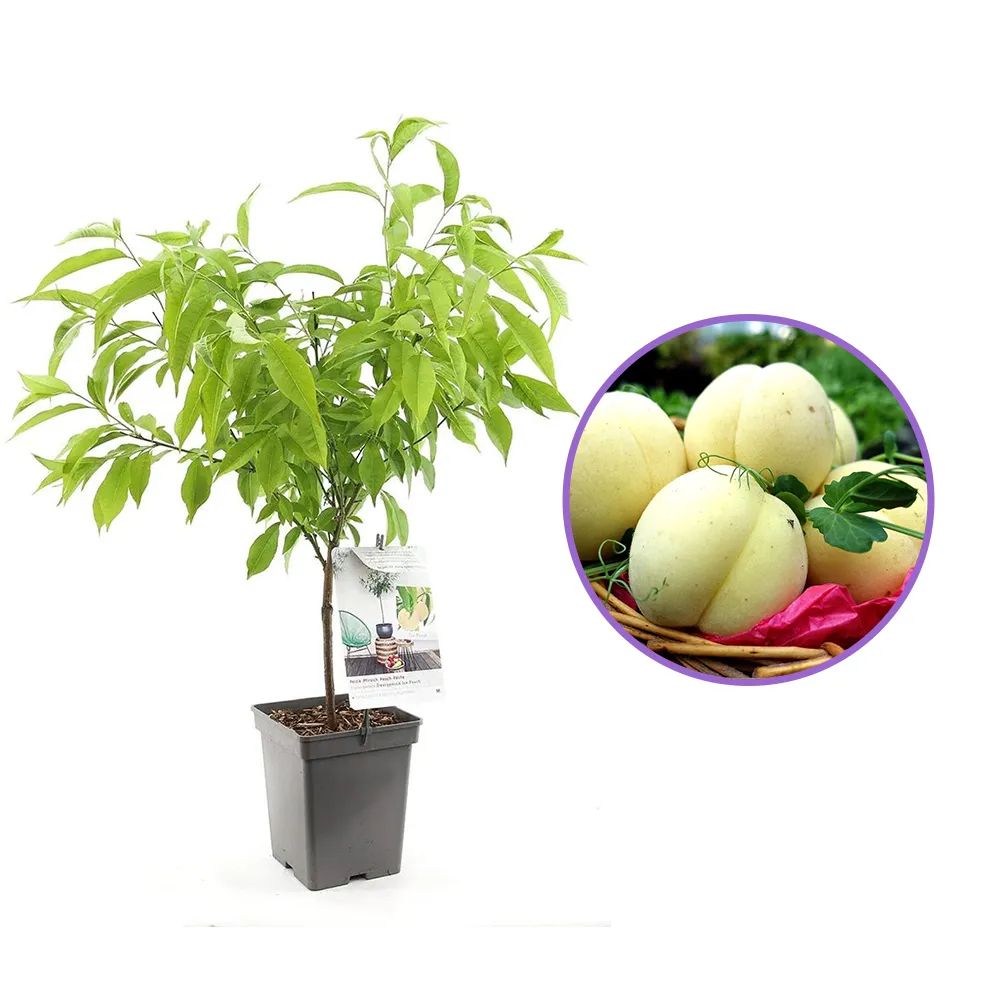 Piersic Ice Peach (Prunus Persica), cu fructe dulci albe, an 2 pe rod
