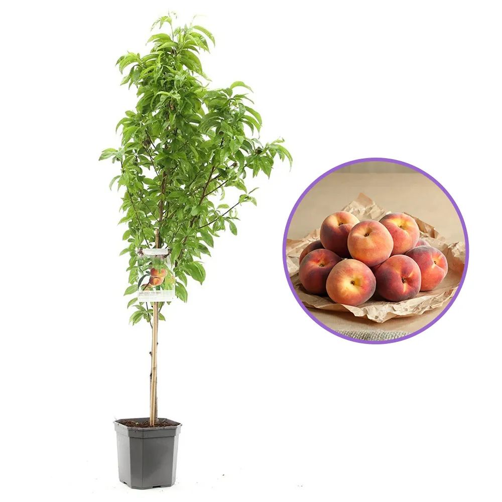 Piersic Saturne (Prunus Persica), cu fructe dulci galbene-verzi, an 2 pe rod