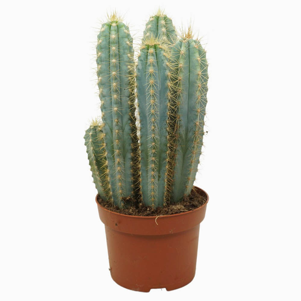 Cactus Pilosocereus Azureus Blue Torch, cactus albastru columnar, flori albe-galbenui, planta decorativa rara - 30 cm