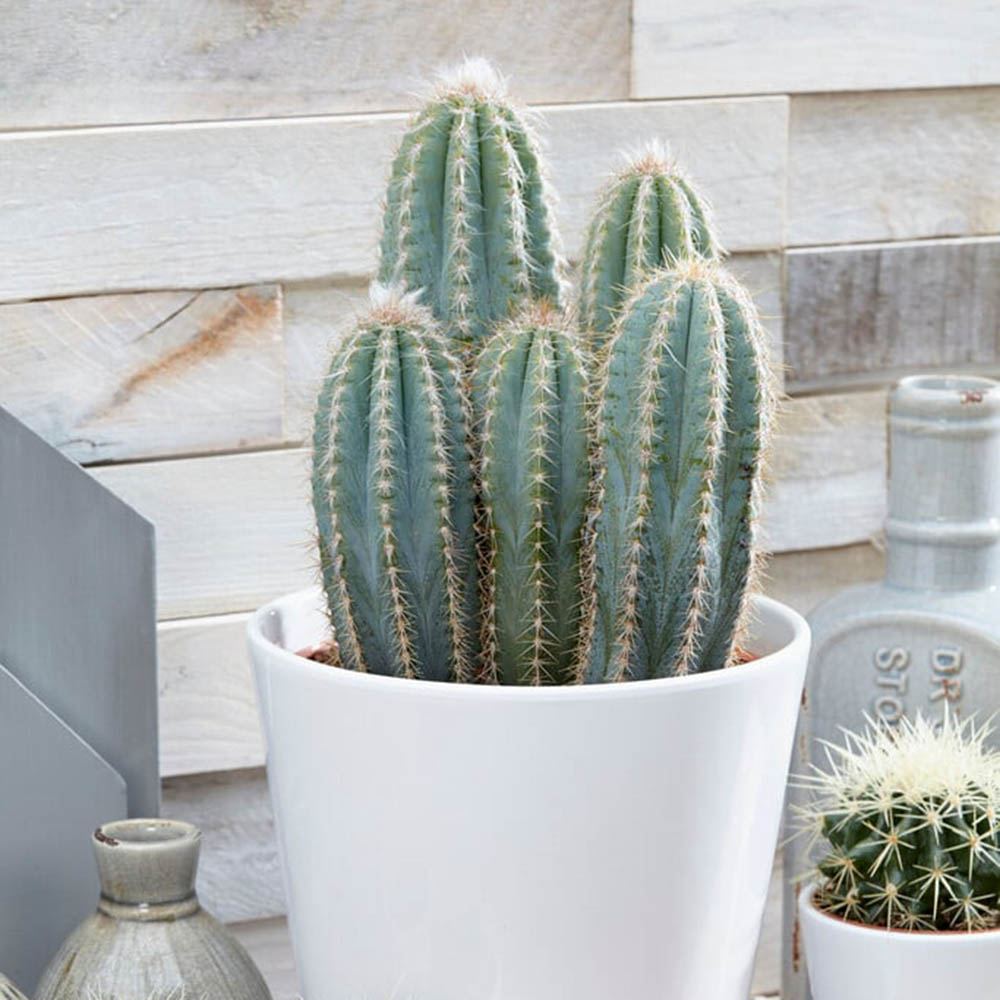 Cactus Pilosocereus Azureus Blue Torch, cactus albastru columnar, flori albe-galbenui, planta decorativa rara - 30 cm