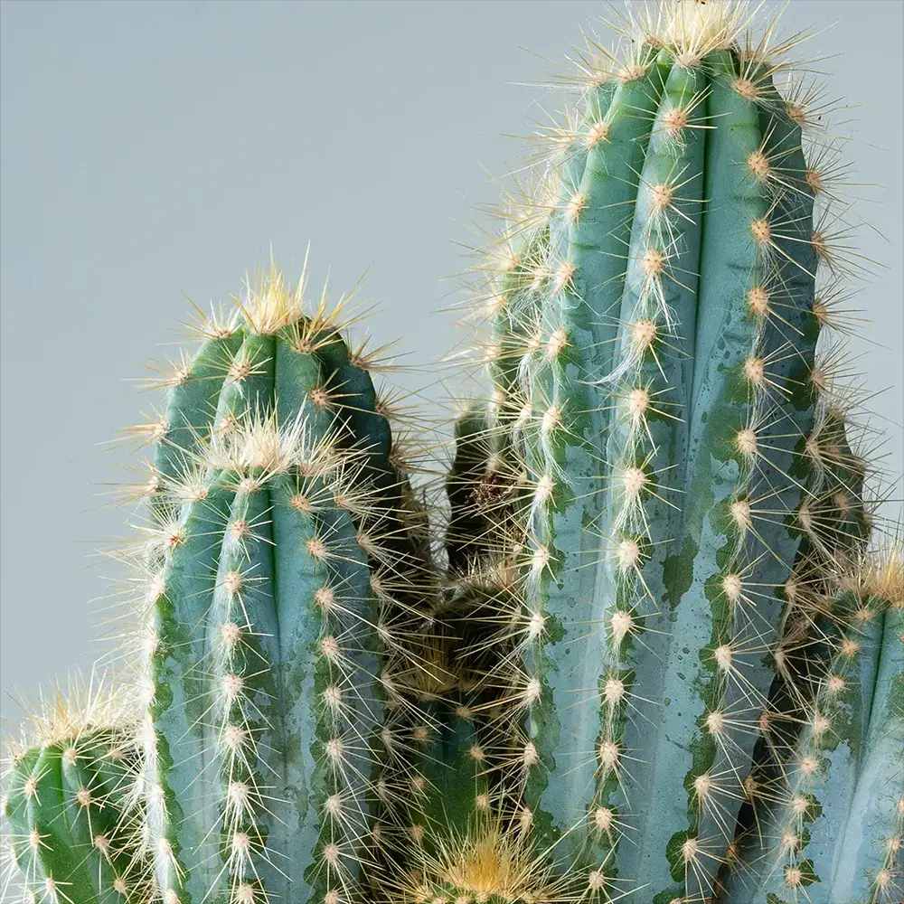 Cactus Pilosocereus Azureus Blue Torch, cactus albastru columnar, flori albe-galbenui, planta decorativa rara - 30 cm