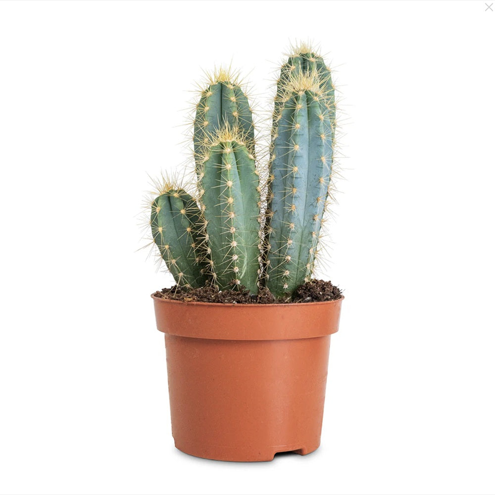 Cactus Columnar Pilosocereus menesianus, 50 cm, decorativ, verde-albastru, pentru interior, iubitor de soare