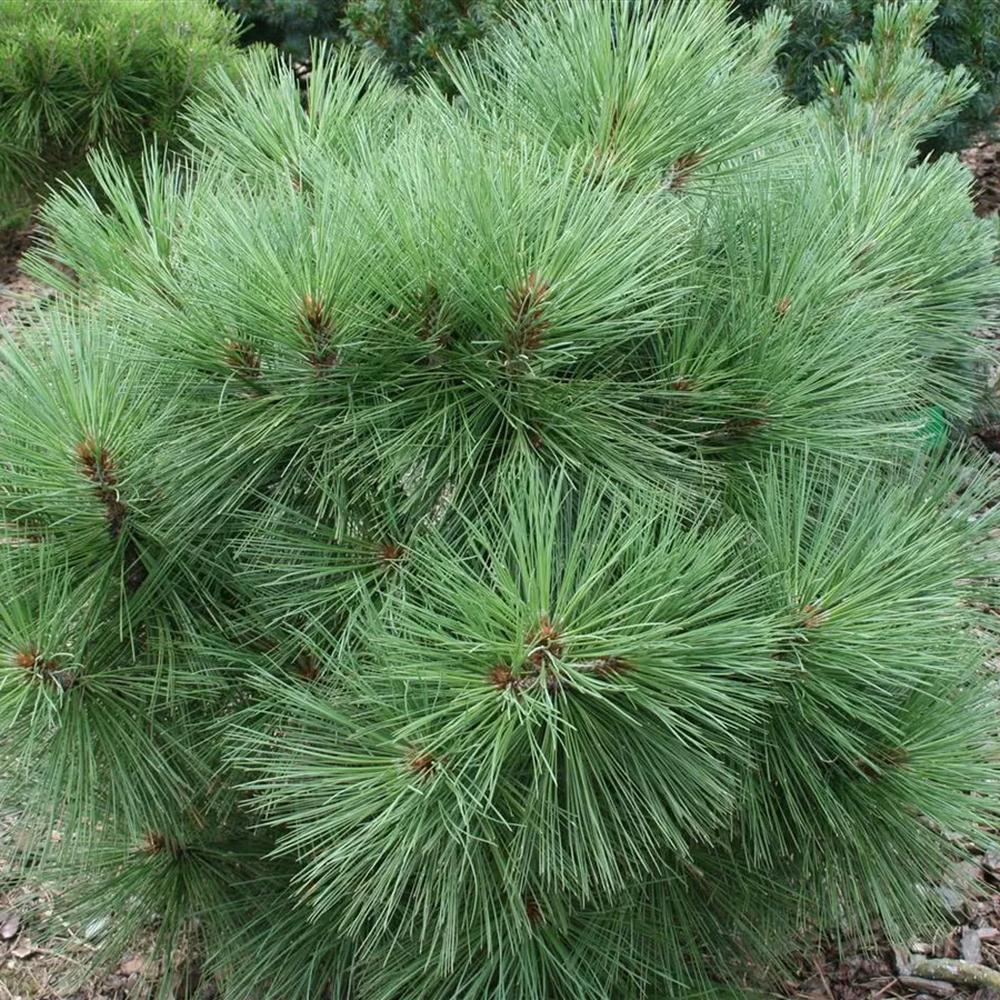 Pin Piramidal jeffreyi Joppi, conifer decorativ compact, vesnic verde, pentru gradina